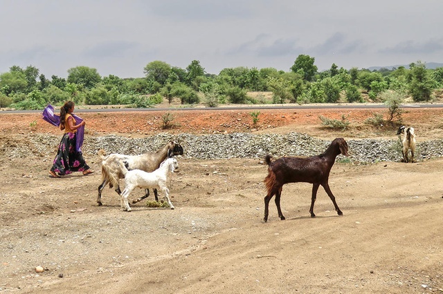 Grazing goats, not school, is the default option for most teenage girls in rural Bhilwara. Credit: swissinfo.ch