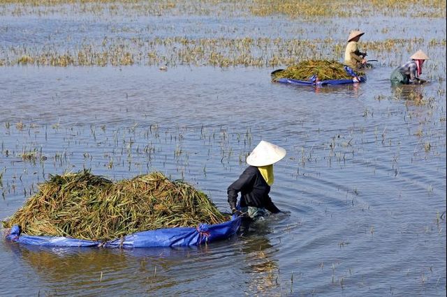 Farmers harvest rice on a flooded field after a heavy rainfall caused by a tropical depression in Ninh Binh province, Vietnam October 14, 2017. Credit: Reuters