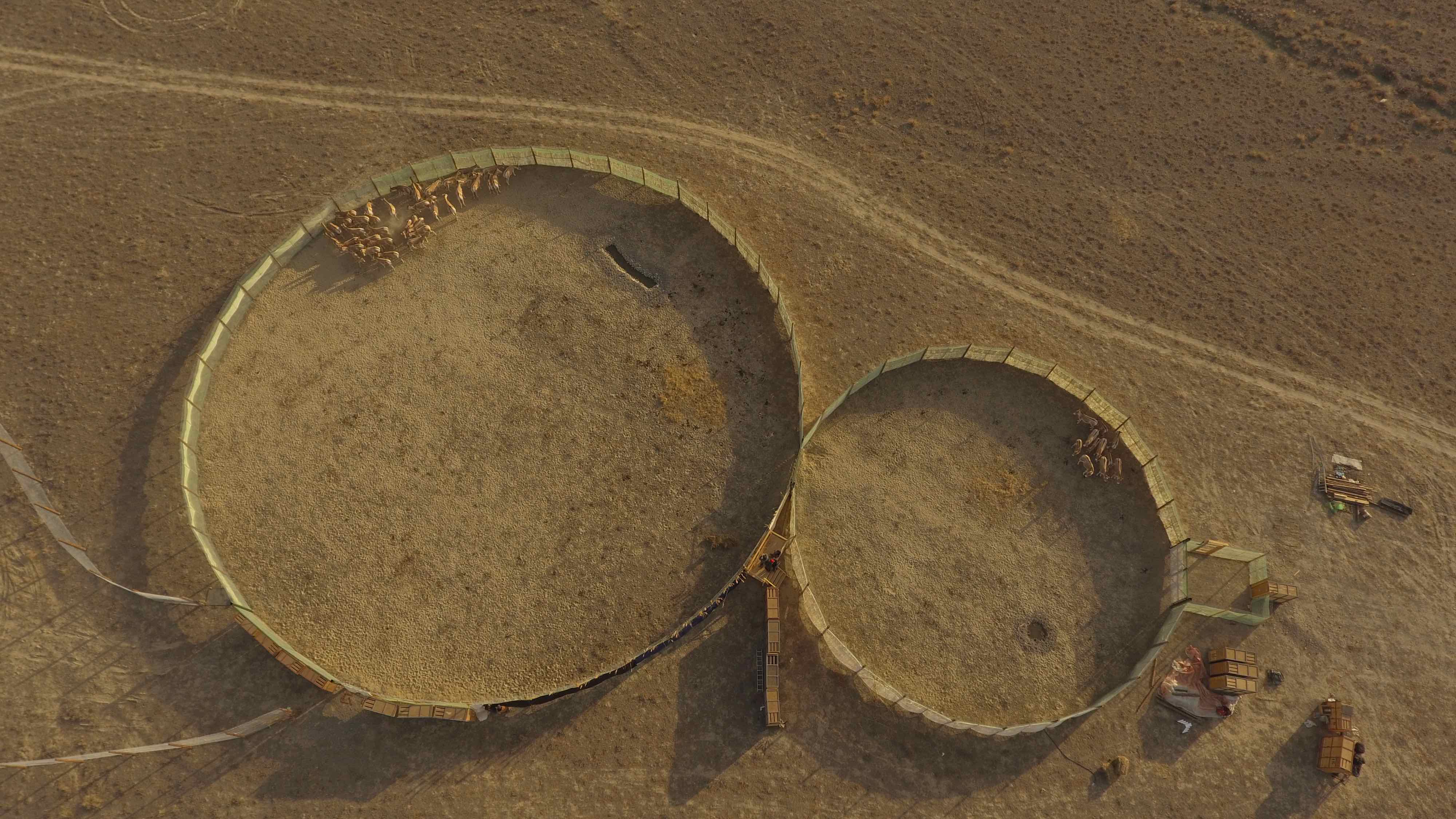 The capture corral at Altyn Emel National Park. The group of 11 animals was captured on the first night, and the group of 43 was captured on the second night. This modern example is based on a design that has been used for capturing wild animals in the Middle East and Central Asia for millennia. Credit: NINA