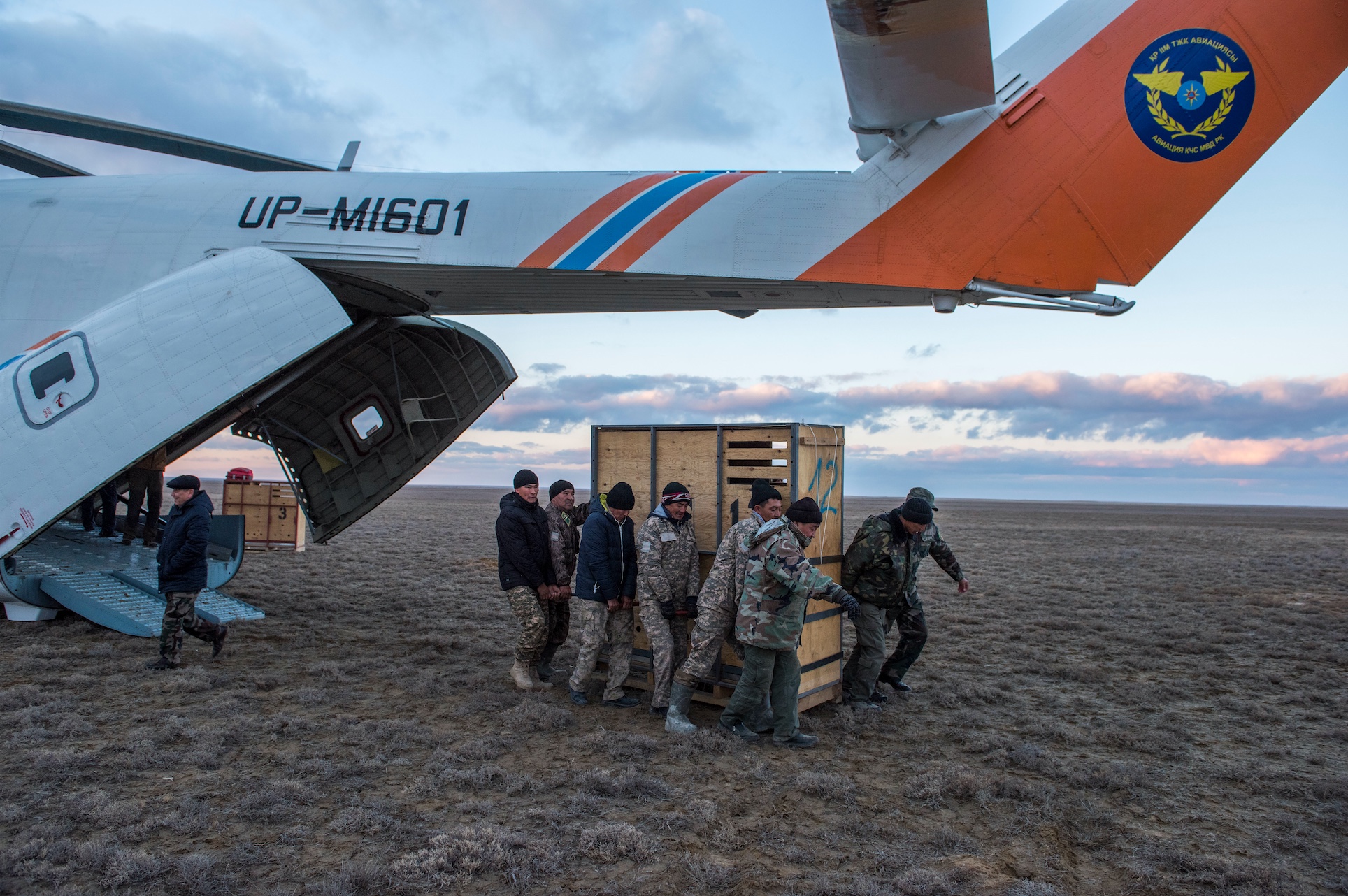 A box with a kulan being unloaded from the helicopter at Alibi, Torgai, Kazakhstan. © Daniel Rosengren