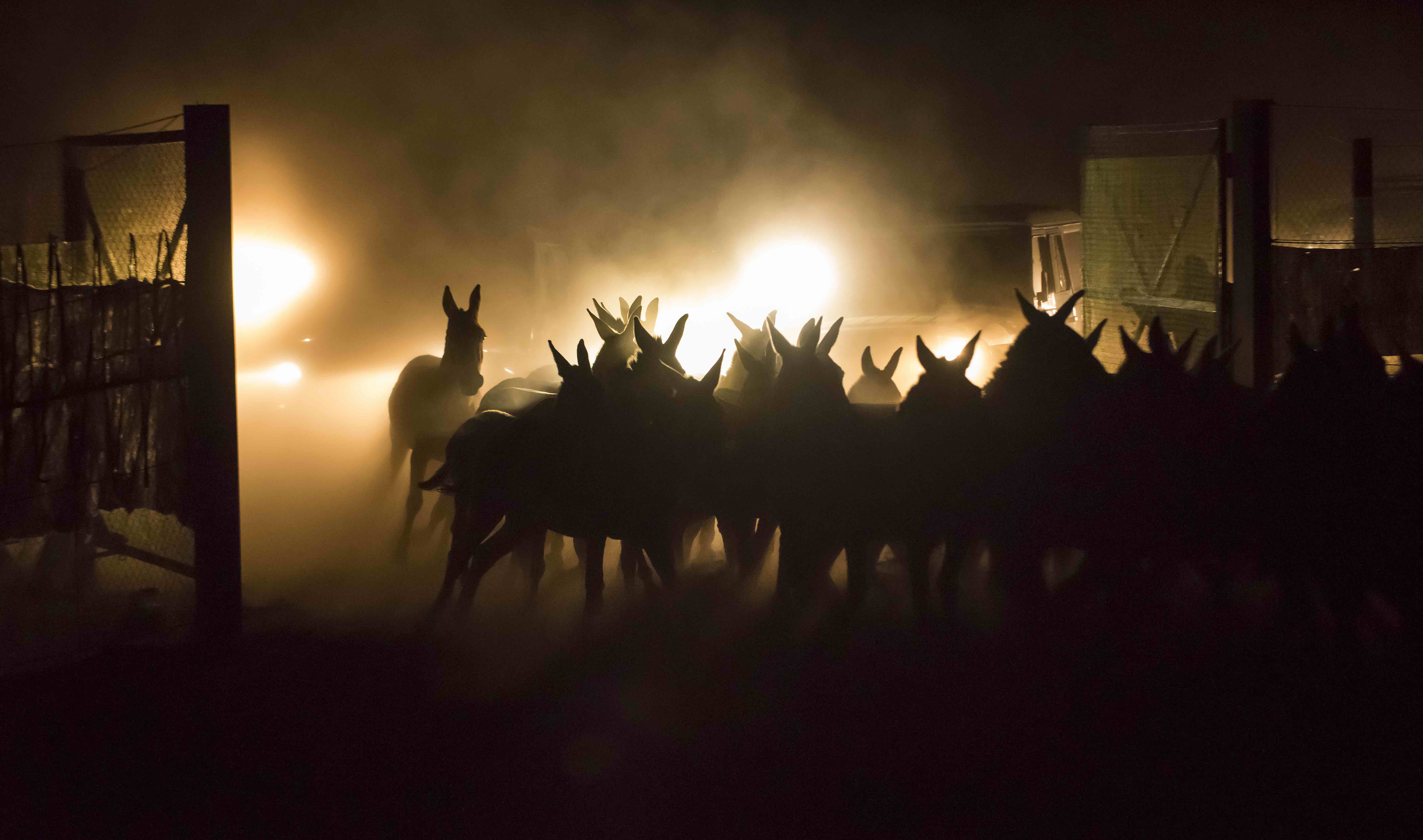 Kulans being herded by cars at night towards a capturing corral to be relocated to Torgai. Altyn Emel NP, Kazakhstan. © Daniel Rosengren