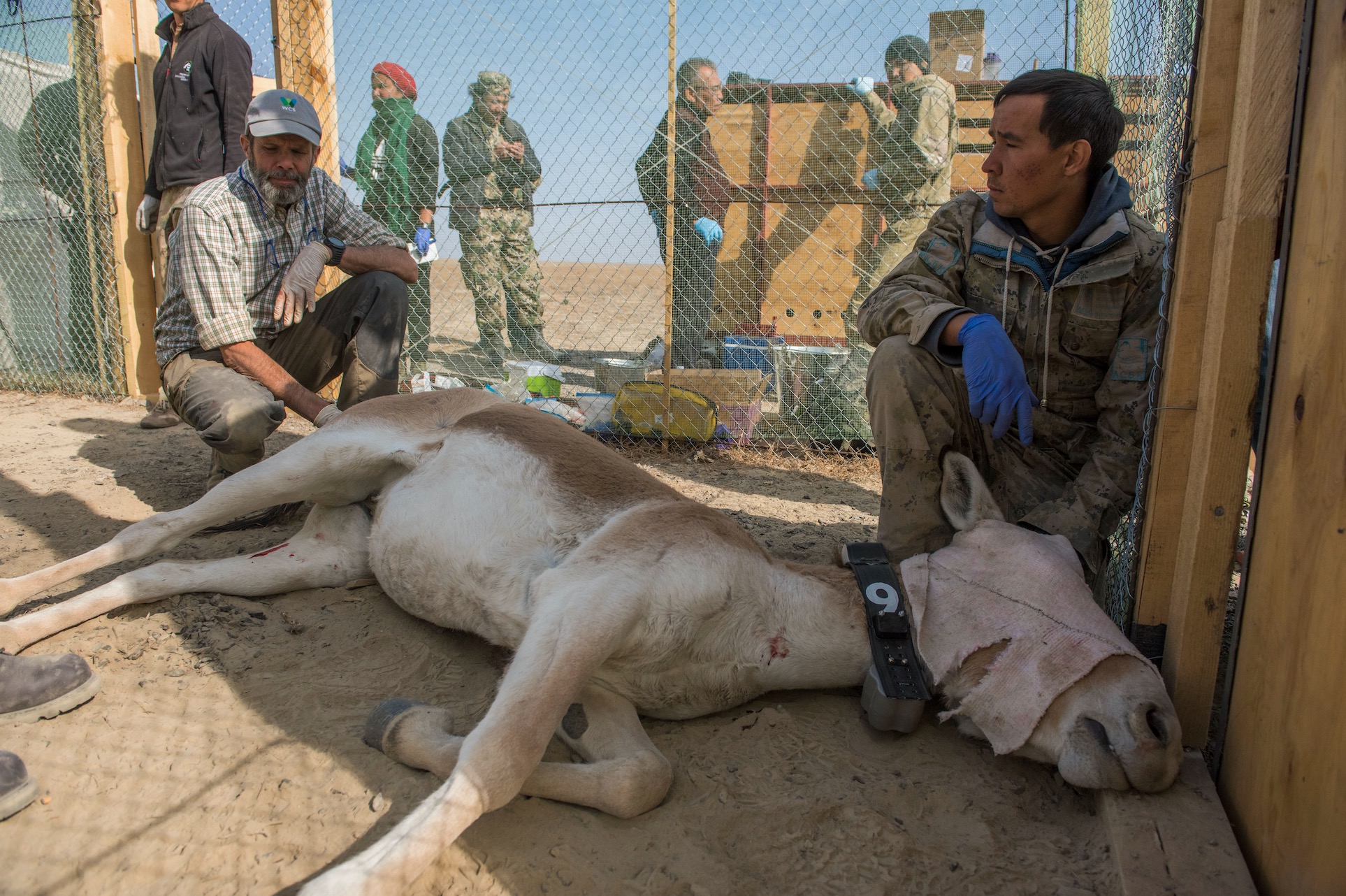 A kulan being collared and sampled before being boxed for the transport to the reintroduction site at Torgai. Altyn Emel NP, Kazakhstan. © Daniel Rosengren