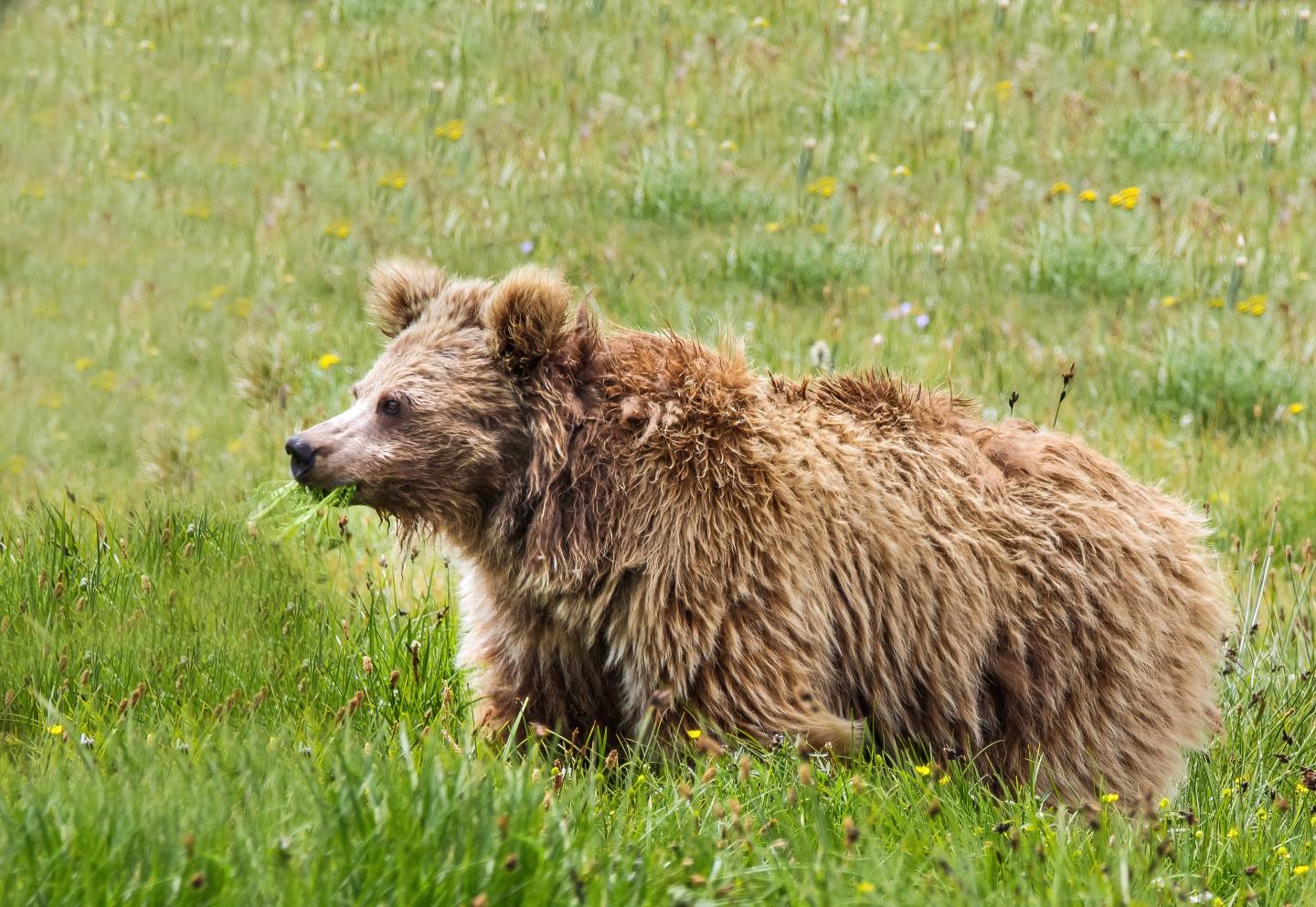 A Himalayan brown bear from Deosai National Park, Pakistan. Credit: Abdullah Khan, Snow Leopard Foundation