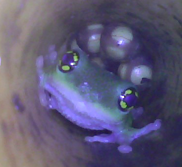 An endoscopy image of a male bush frog guarding his eggs. Credit: Seshadri K.S.