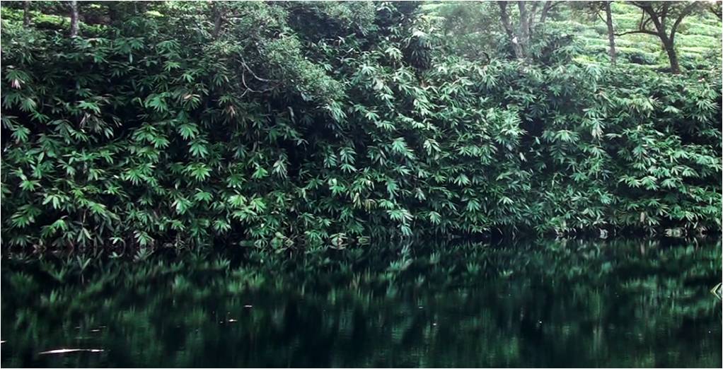A stand of reed bamboo where white-spotted bush frogs breed. Credit: Seshadri K.S.