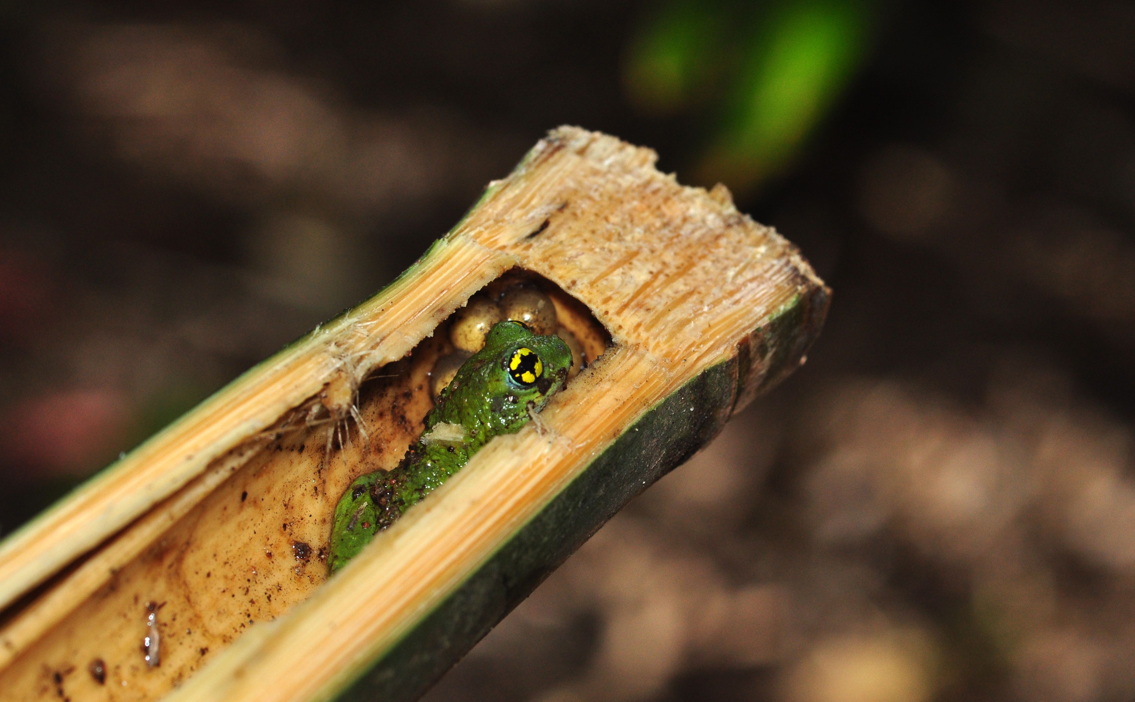 A male guarding eggs inside an internode of reed bamboo. Credit: Seshadri K.S.