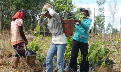 Planting seedlings. Courtesy: www.alamsehatlestari.org