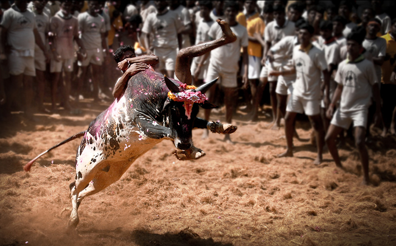 centre wants animal welfare board head to quit for defying it on jallikattu