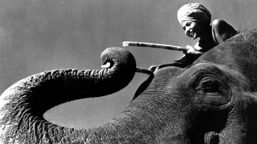 the elephant boy from mysore who became an international superstar