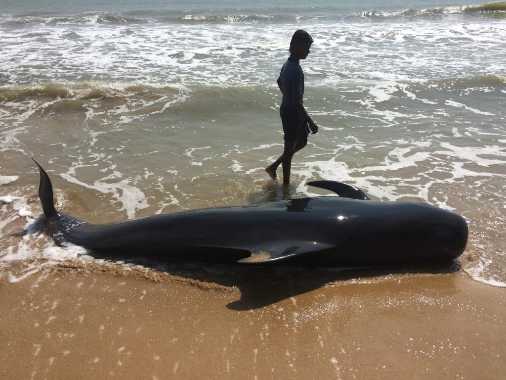 The body of a stranded pilot whale at Kallamozhi. Credit: Saravanakumar