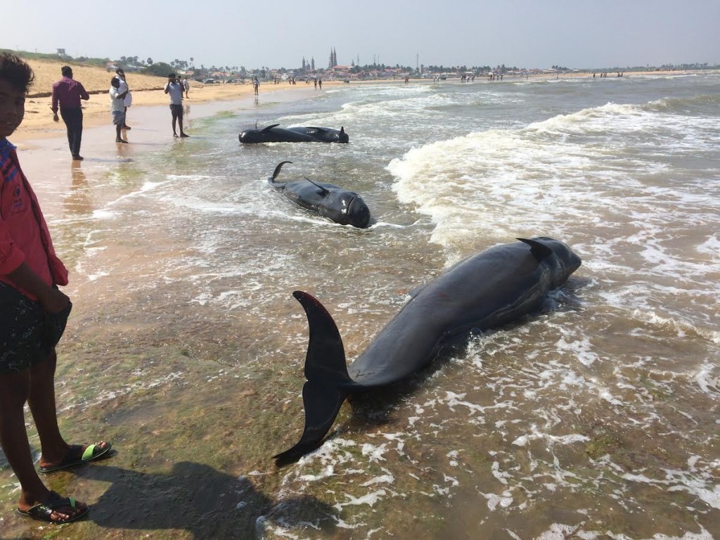 The bodies of three dead pilot whales after they stranded themselves, at Kallamozhi. Credit: Saravanakumar
