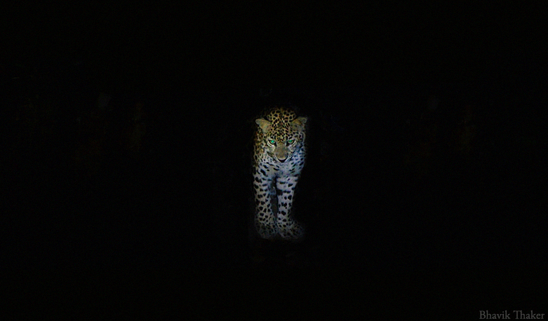 our eclipsed view of conservation is driving human animal conflicts