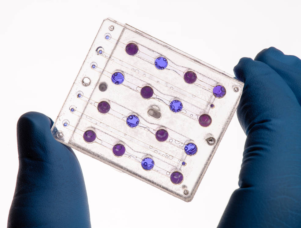 BioSentinel’s microfluidics card, designed at NASA Ames, will be used to study the impact of interplanetary space radiation on yeast. Once in orbit, the growth and metabolic activity of the yeast will be measured using a three-colour LED detection system and a metabolic indicator dye. Here, pink wells contain actively growing yeast cells that have turned the metabolic dye from blue to pink colour. Caption & credit: NASA