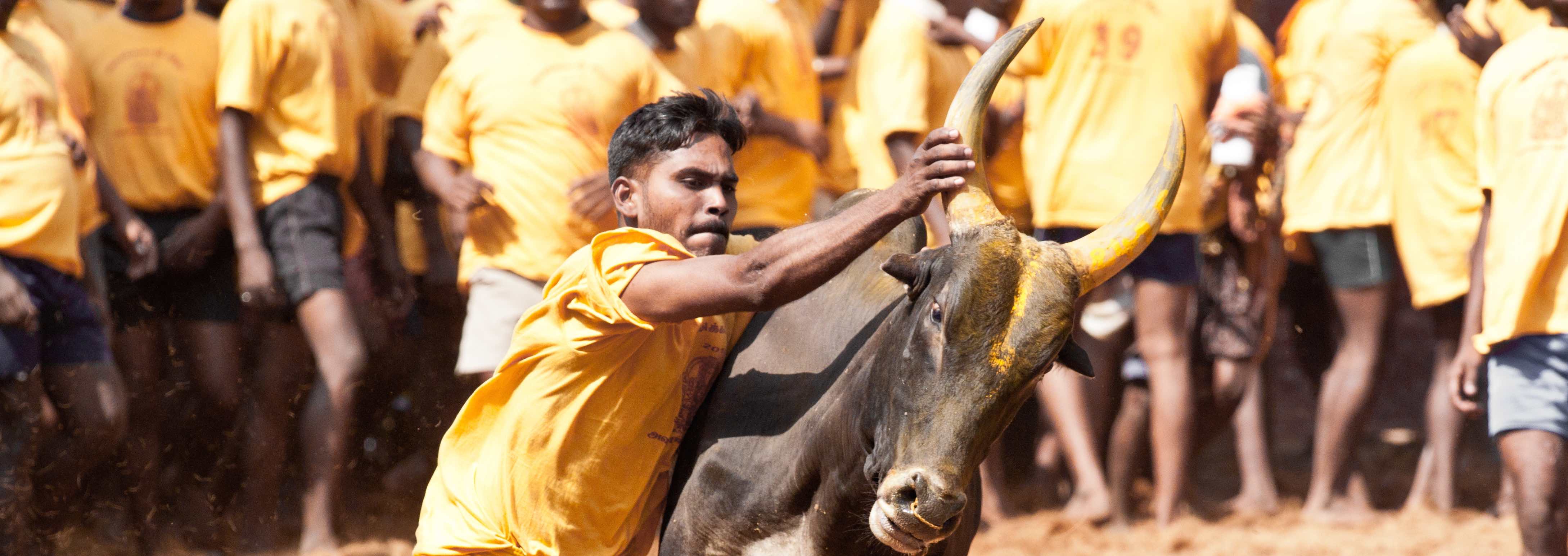 what the fights over beef and jallikattu tell us about the cultural politics of animal welfare