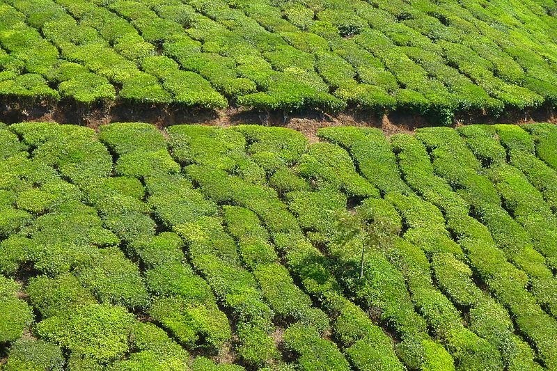 those lush tea estates are hiding death and despair