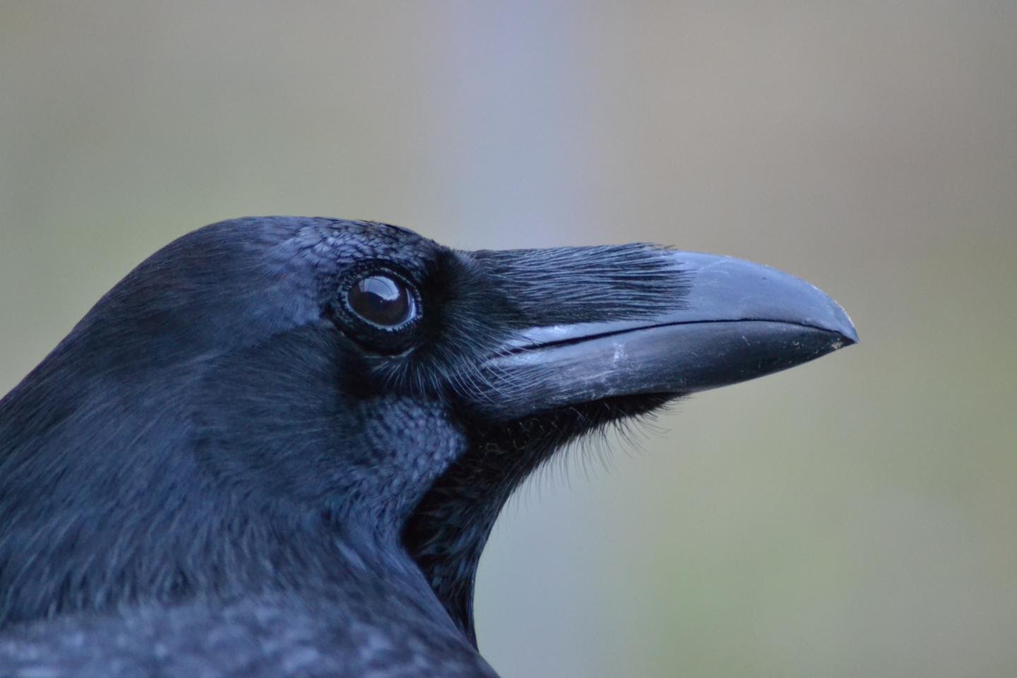 can ravens think abstract thoughts