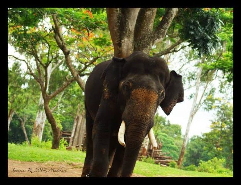 how do you break the mind of an elephant 