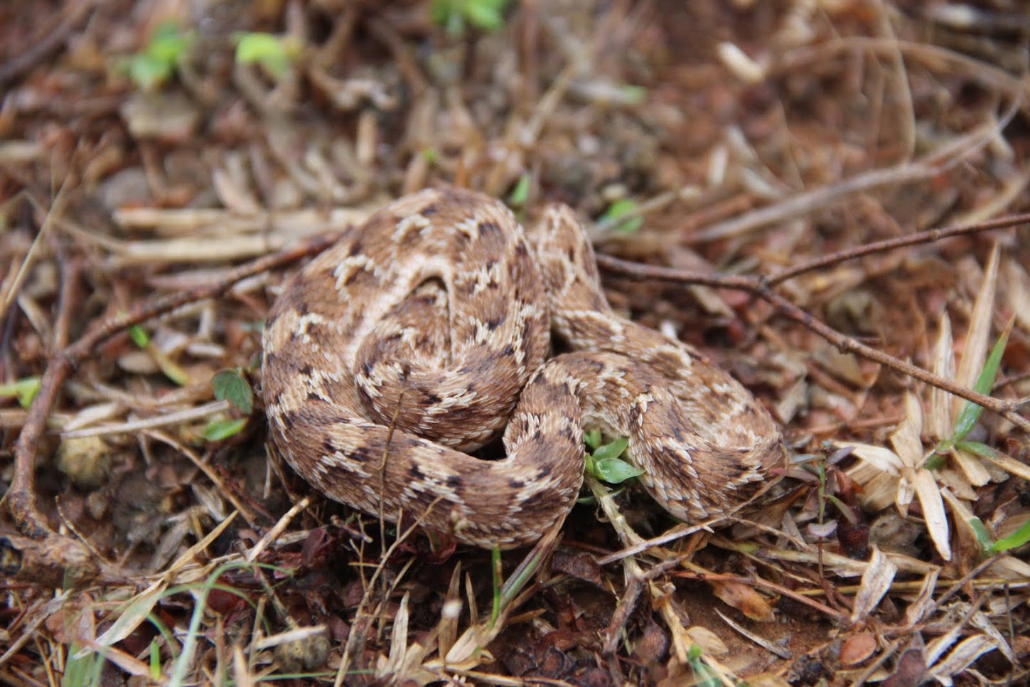 keep calm and catch a snake