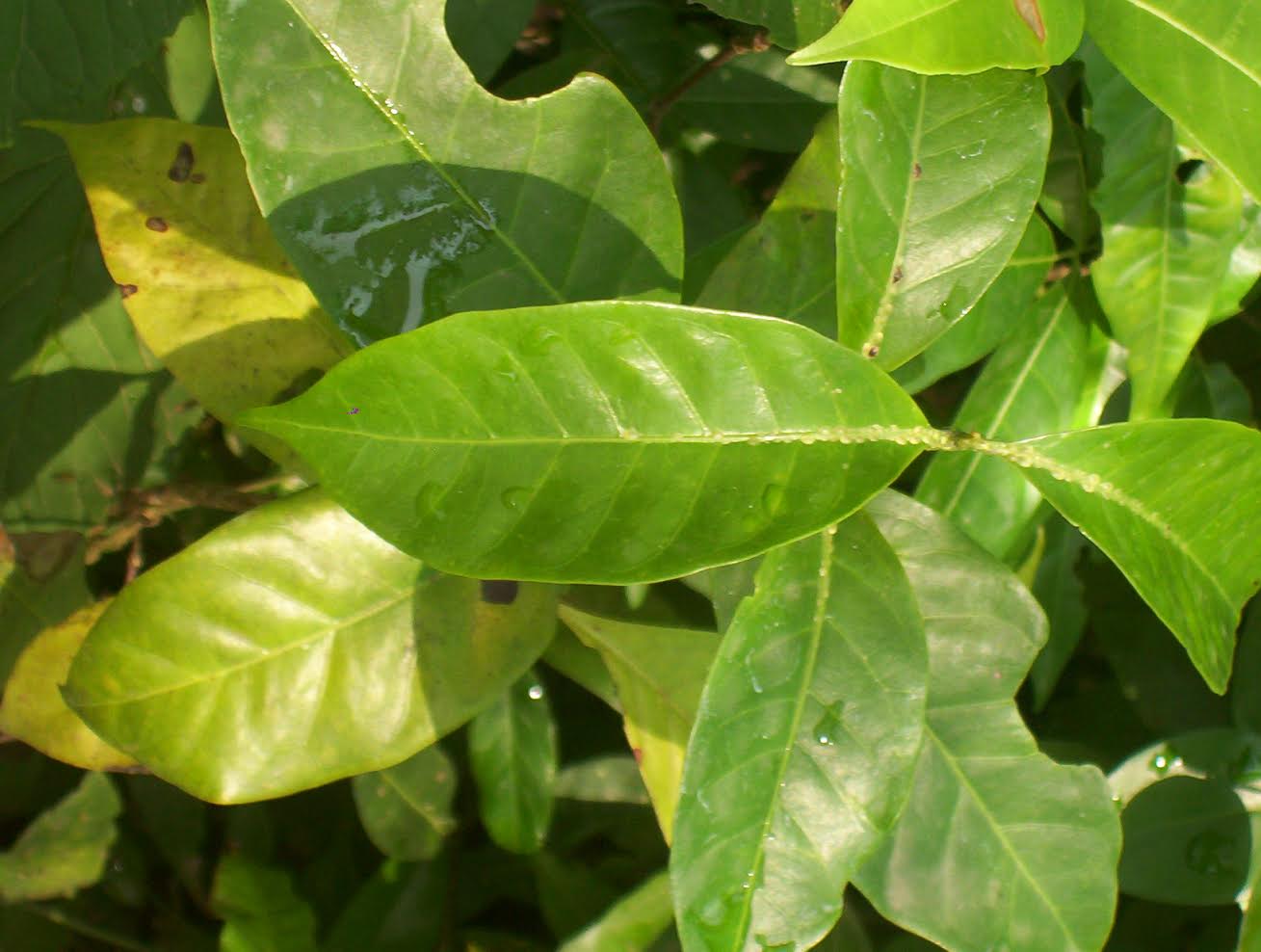 keeping track of how plants move across changing landscapes