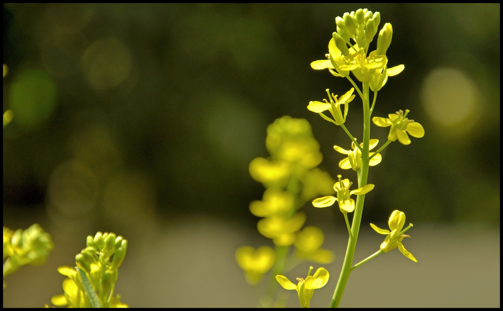 does india need transgenic mustard 