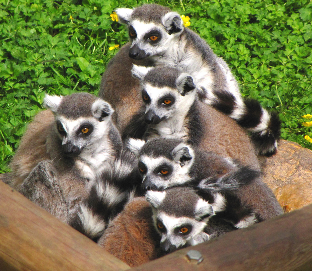 lemurs lost and found  new species discovered but the primates face extinction