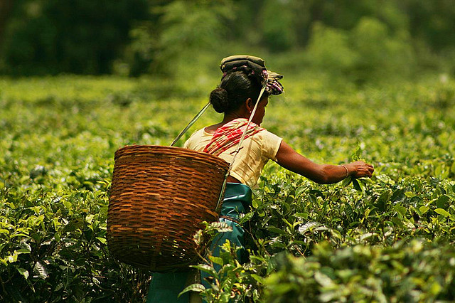 high stakes for bjp and congress in the fragrant tea gardens of upper assam