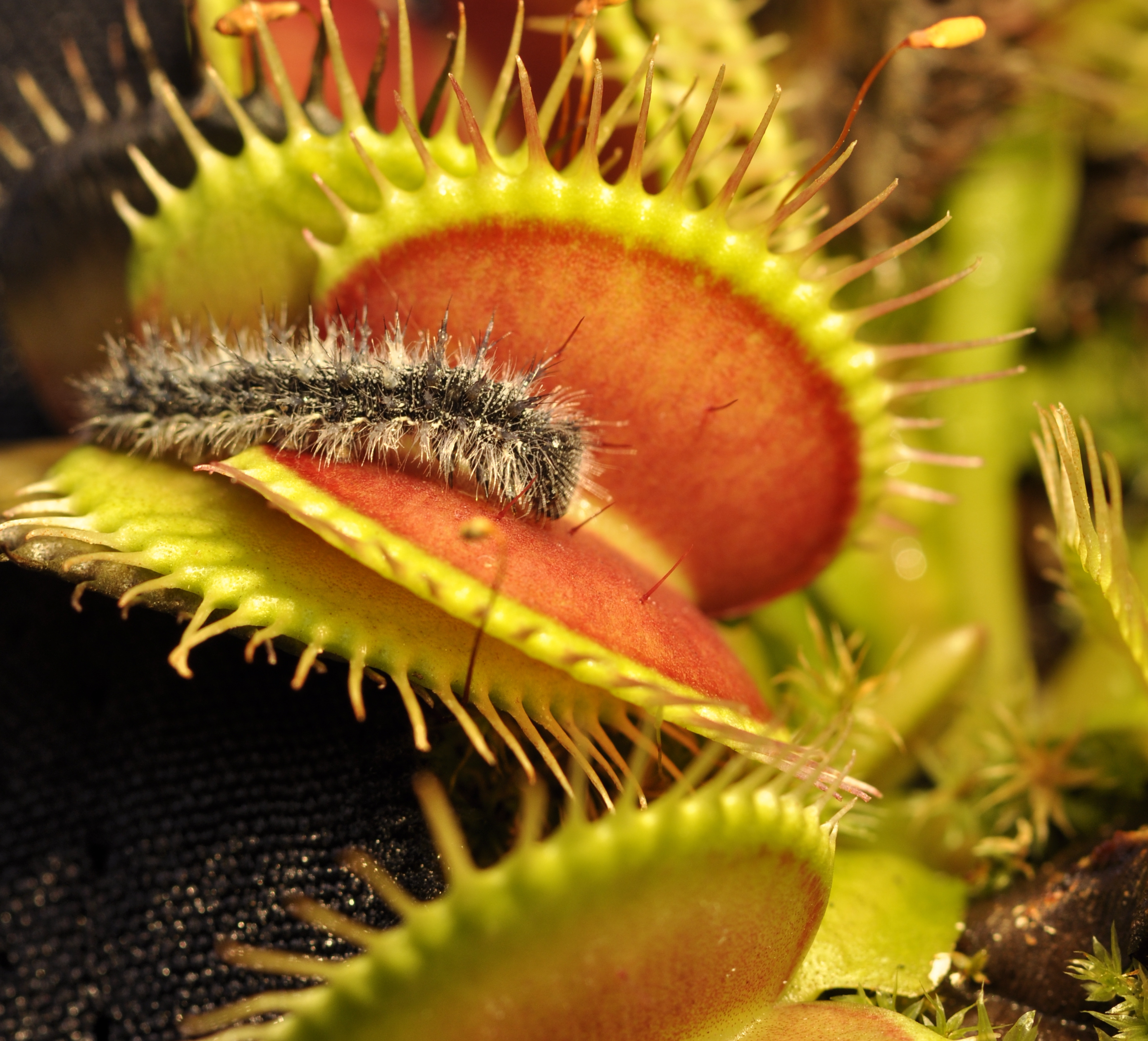 inside the plant that eats its enemies