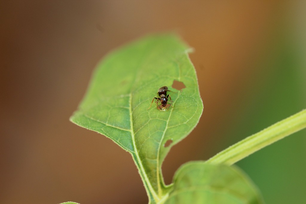 some plants bleed to summon ant troops