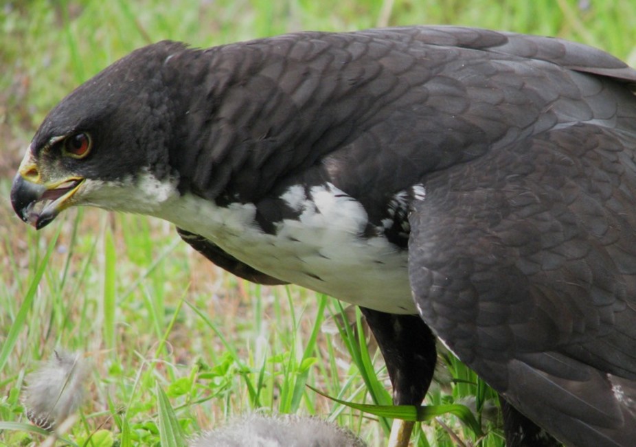 how rapid urbanisation is changing the profile of wildlife in cities