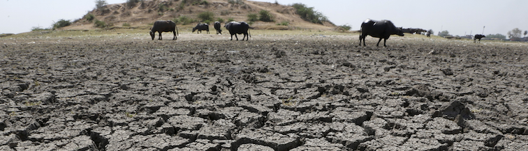 in drought stricken mahoba  animals are rapidly dying