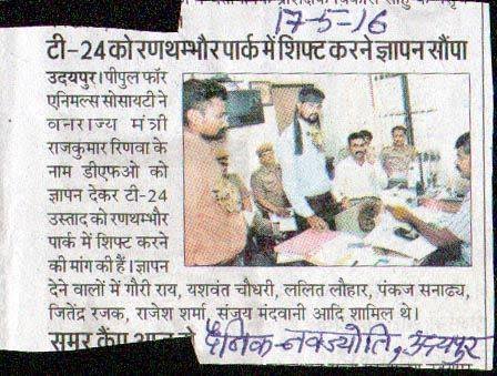 A newspaper clipping showing a report on a local campaign to save Ustad the tiger. Source: Rukmini Sekhar