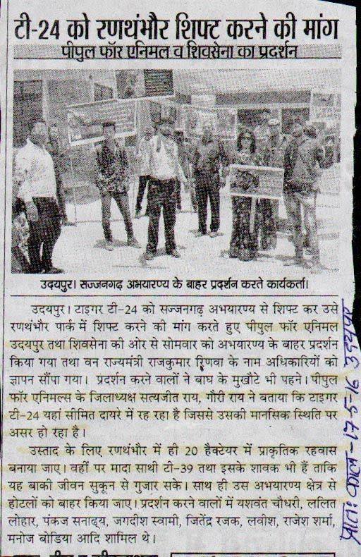 A newspaper clipping showing a report on a local campaign to save Ustad the tiger. Source: Rukmini Sekhar