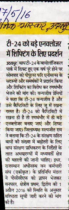 A newspaper clipping showing a report on a local campaign to save Ustad the tiger. Source: Rukmini Sekhar