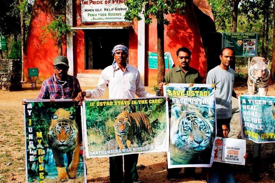 Local activists hold up posters demanding the return of Ustad to Ranthambore. Source: Rukmini Sekhar