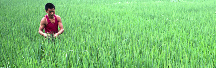 why rice growers in china are more sexually liberal than wheat growers