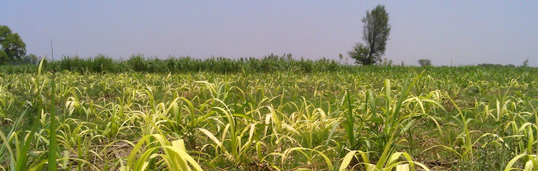 how water inequality governs drought hit maharashtra