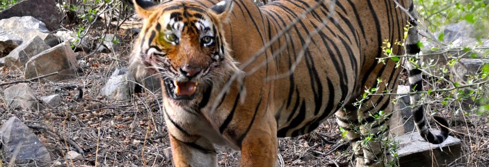 ustad the tiger belongs in the forest  not in a jail