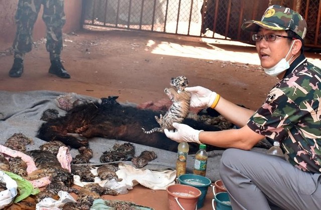 forty dead tiger cubs found in thai temple amid fear of trafficking