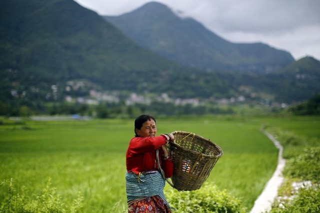 with men working overseas  women revolutionise farming in rural nepal