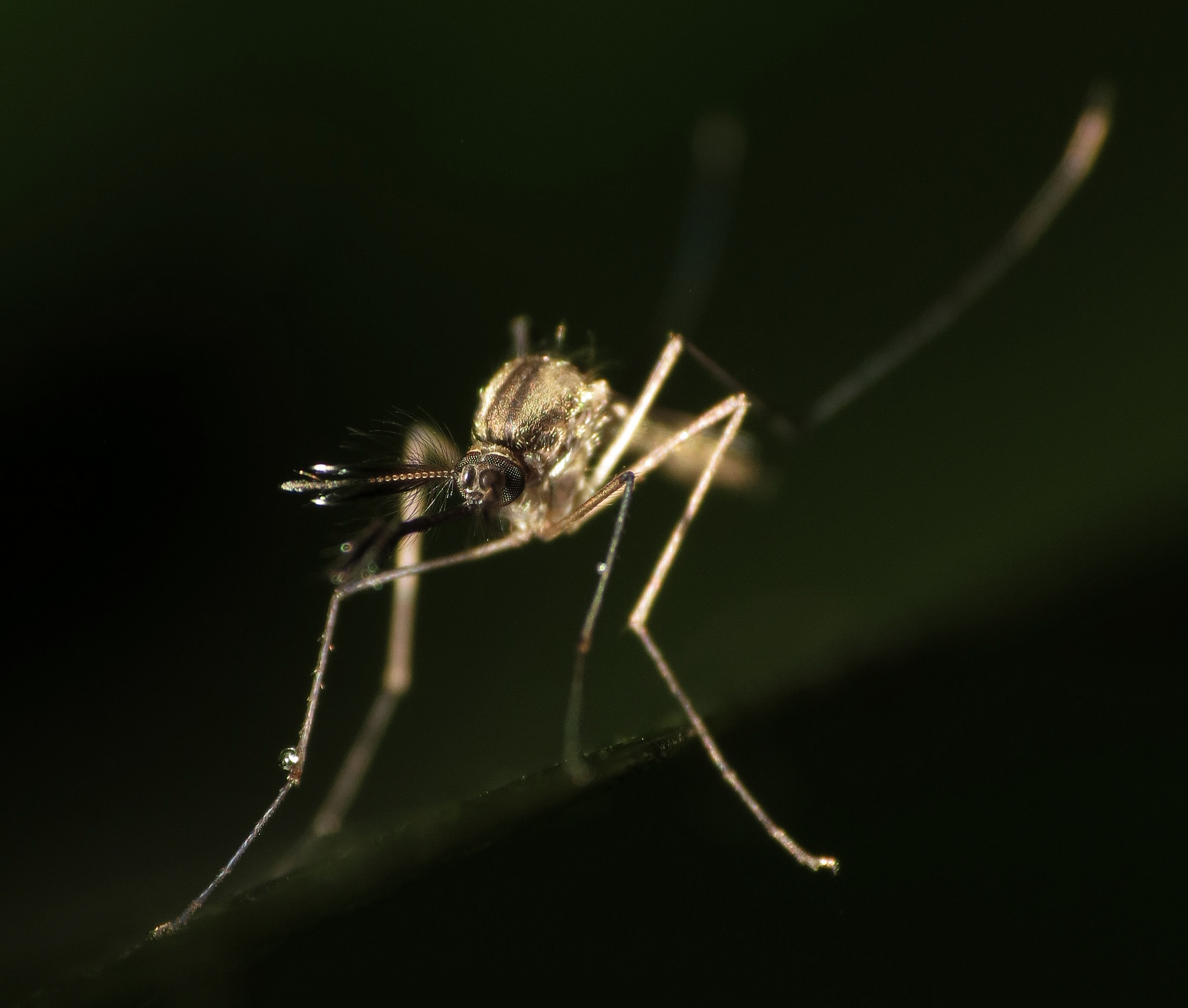 zika virus s effects getting clearer  but not on why it s not struck in india yet