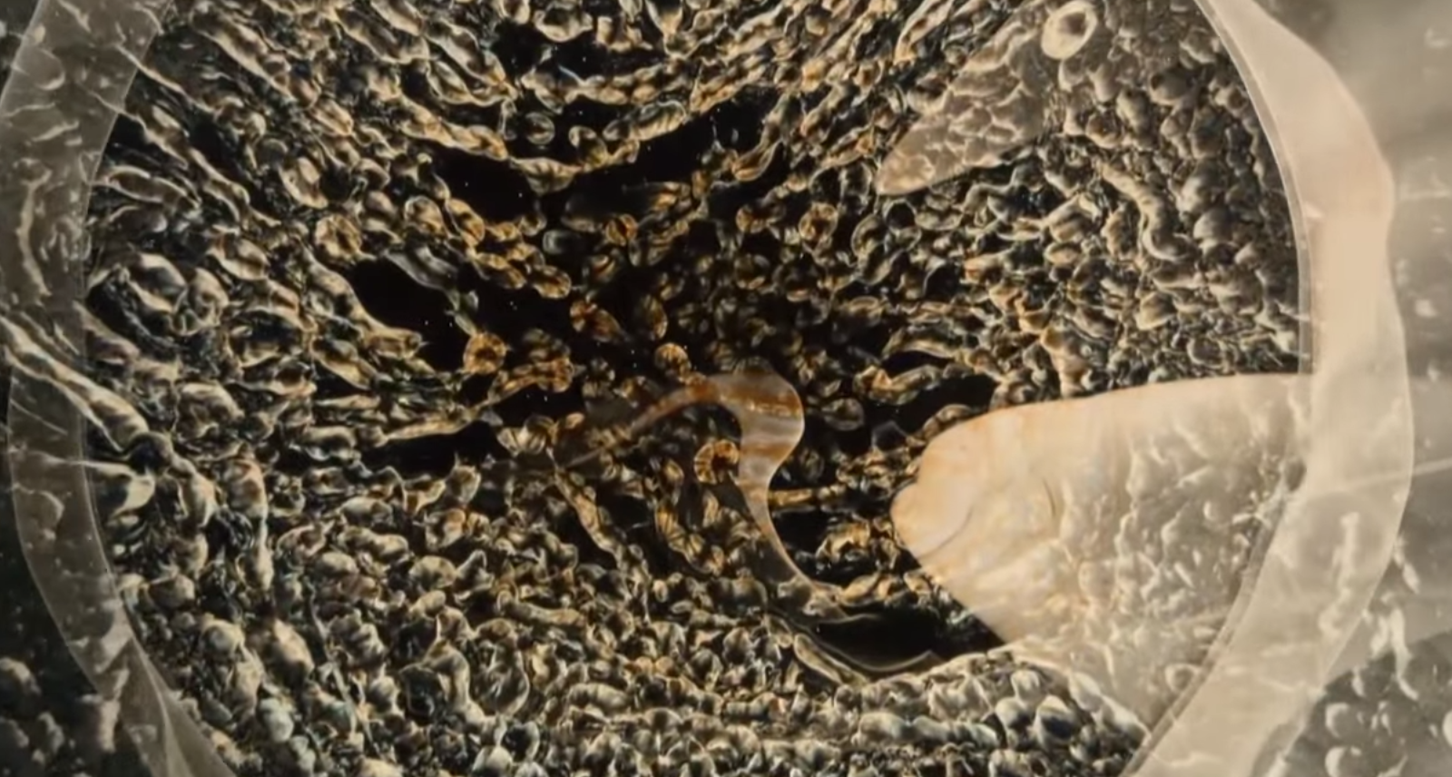 economics in mind  evolution has allowed some bacteria to evolve sublime genomes