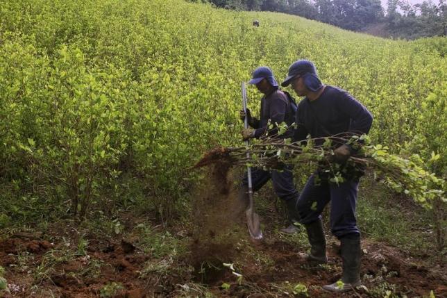 colombian government  rebels team up to eradicate drug crop