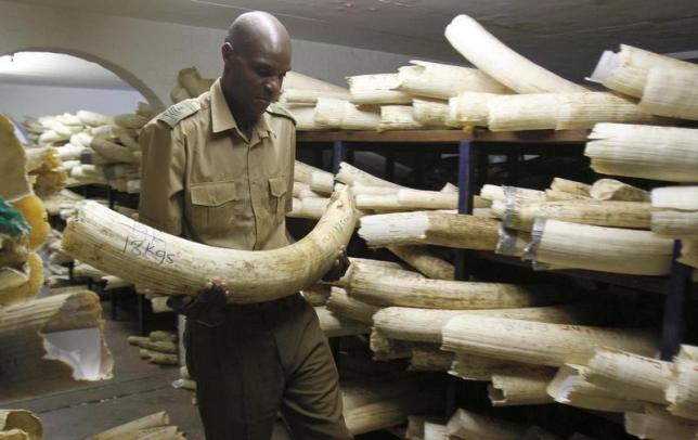 zimbabwe refuses to destroy ivory stocks  lobbies neighbours on trade