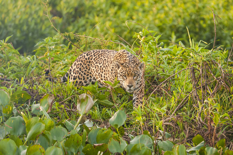 monkeys in south america are almost all colour blind and no one knows why