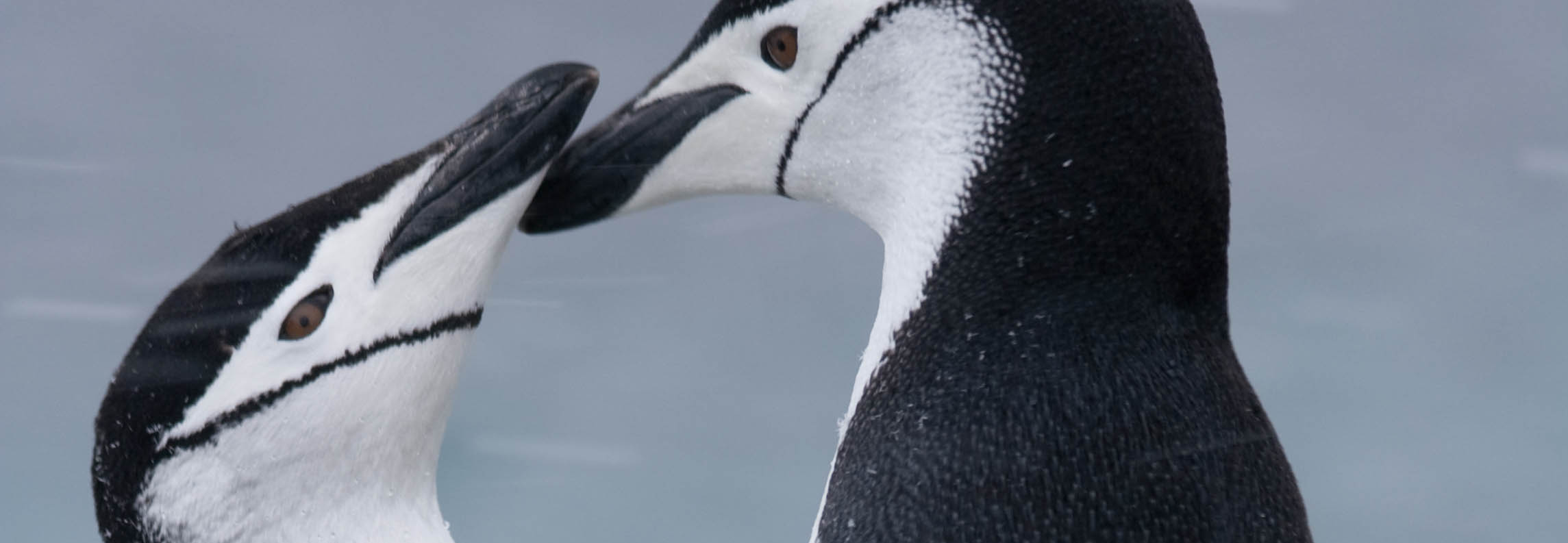 meet germany s most famous penguin couple  who may or may not be gay