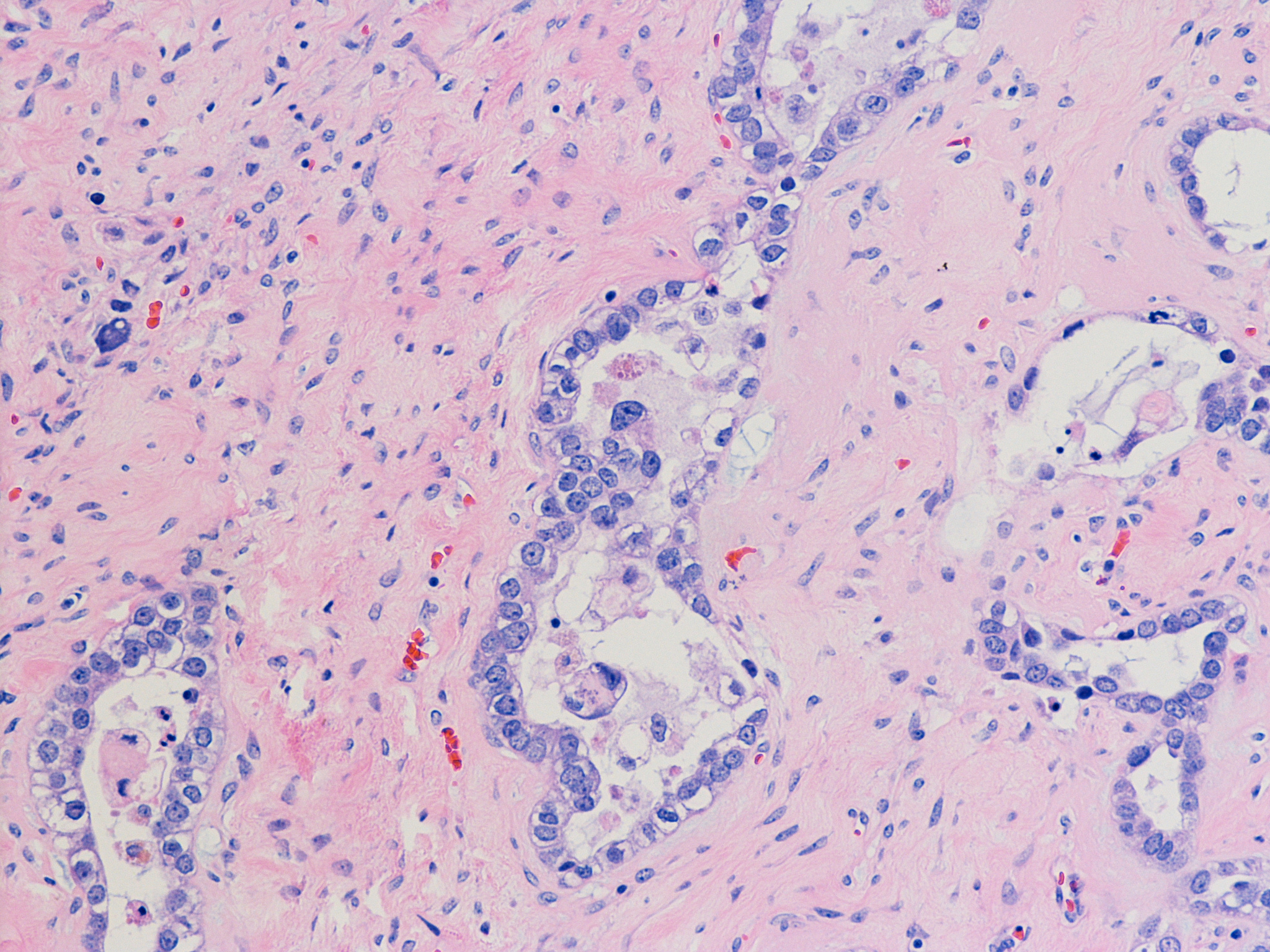 optimisation in the wild  how cells lead better lives