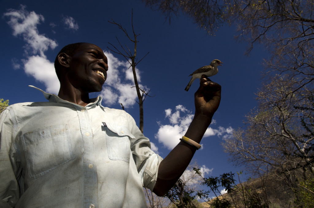 Yao honey-hunter Orlando Yassene holds a wild greater honeyguide female (temporarily captured for research) in the Niassa National Reserve, Mozambique. Credit: Claire N. Spottiswoode