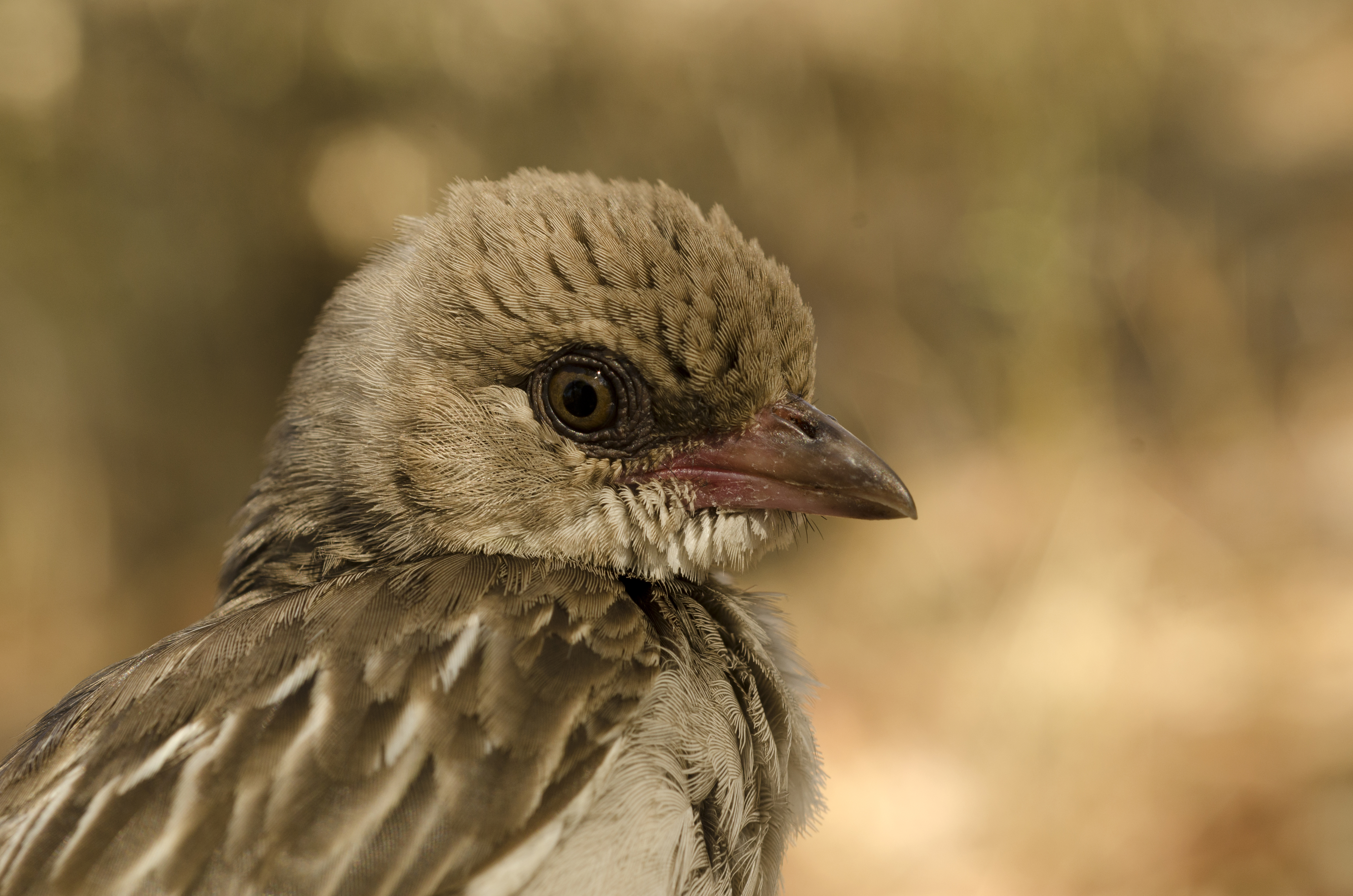 meet the honeyguide the bird that responds when people call