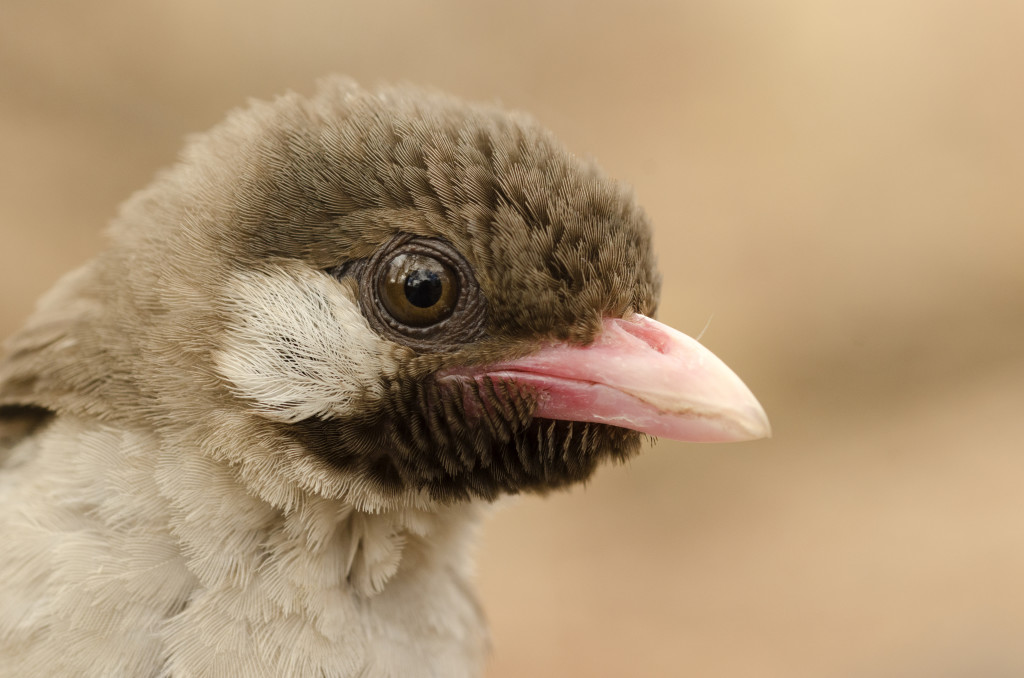 A male greater honeyguide in the Niassa National Reserve, Mozambique. Credit: Claire N. Spottiswoode