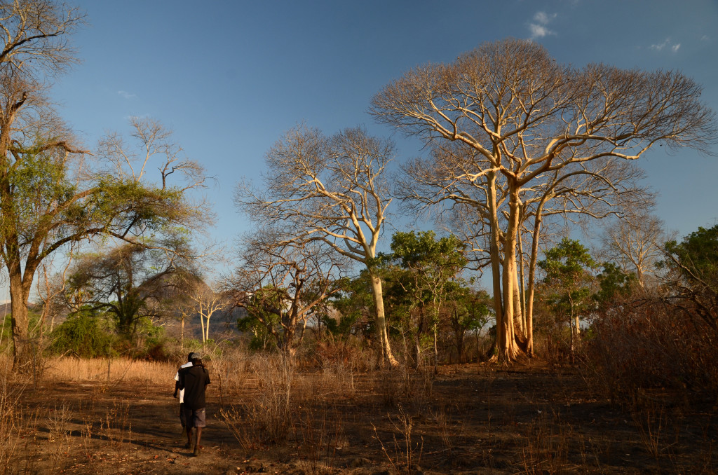 Yao honey-hunters searching for honeyguides in the Niassa National Reserve, Mozambique. Credit: Claire N. Spottiswoode